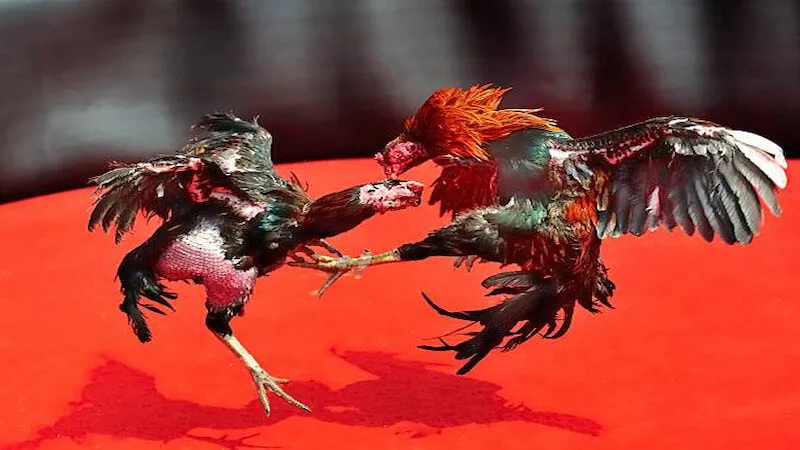 Giới thiệu đá gà MU88