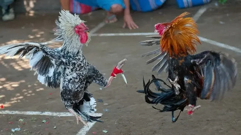 Những đặc điểm nổi bật của đá gà trực tiếp C1 MU88