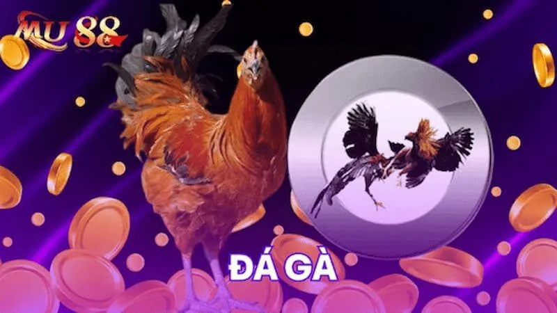 Những điểm nổi bật của đá gà trực tiếp MU88
