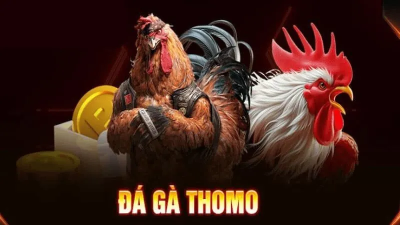 Tổng quan về đá gà trực tiếp Thomo MU88